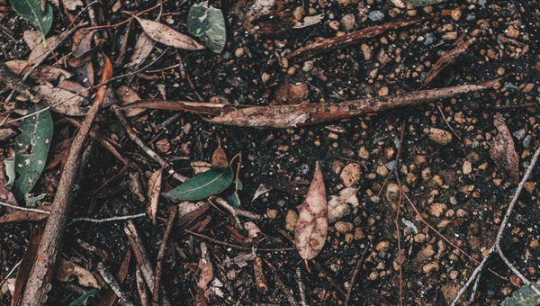 Compost naturel avec du marc de café
