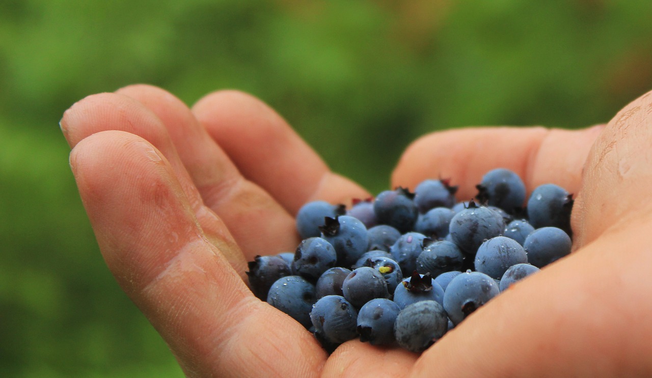 congeler les fruits