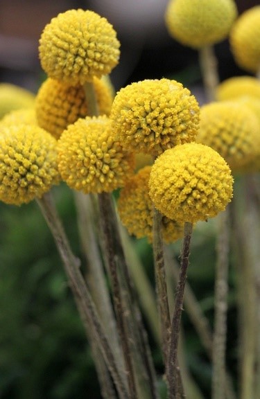 boules-jaunes-fleurs-sechees