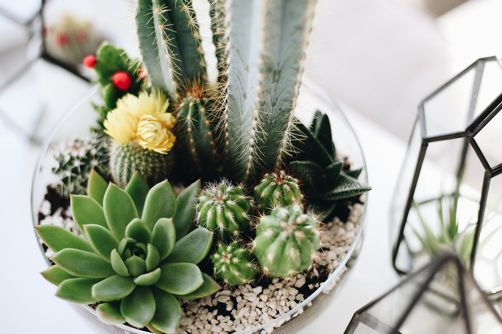 terrarium-ouvert-sec-cactus-et-succulentes