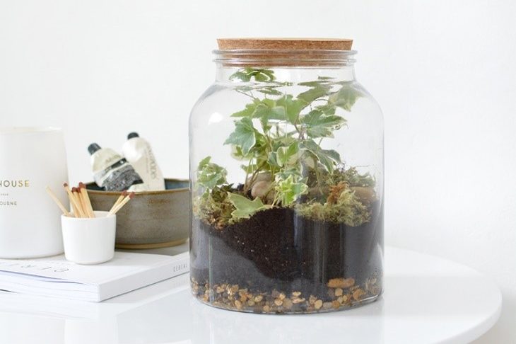 terrarium-ferme-humide-ecosysteme