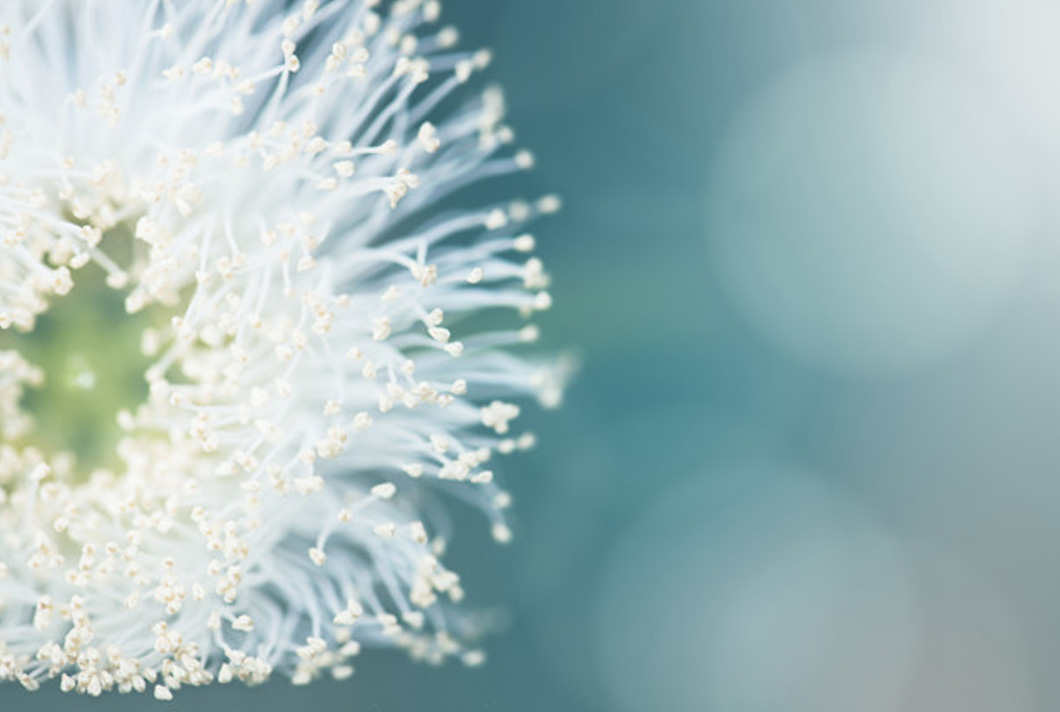 Système de dosage automatique de la lessive lutte contre les allergènes - Autodose De nombreux allergènes sont contenus dans les pollens